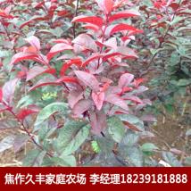 久豐家庭農(nóng)場 紅葉李